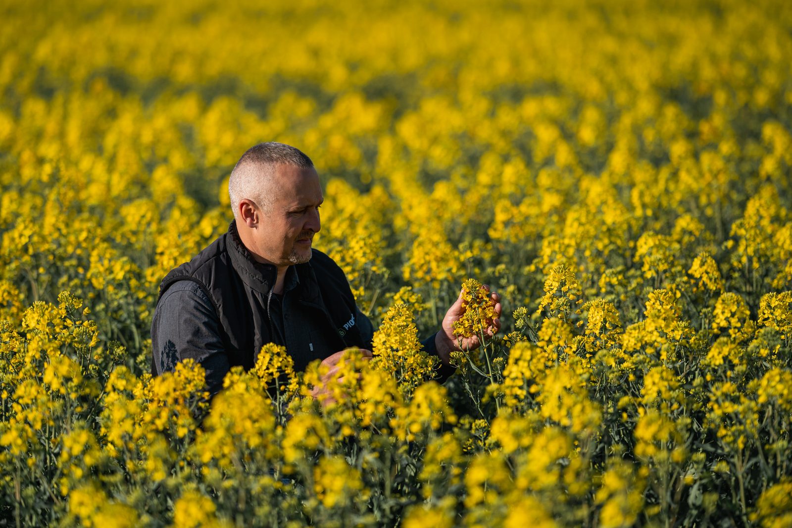 Pioneer® žieminiai rapsai lauke
