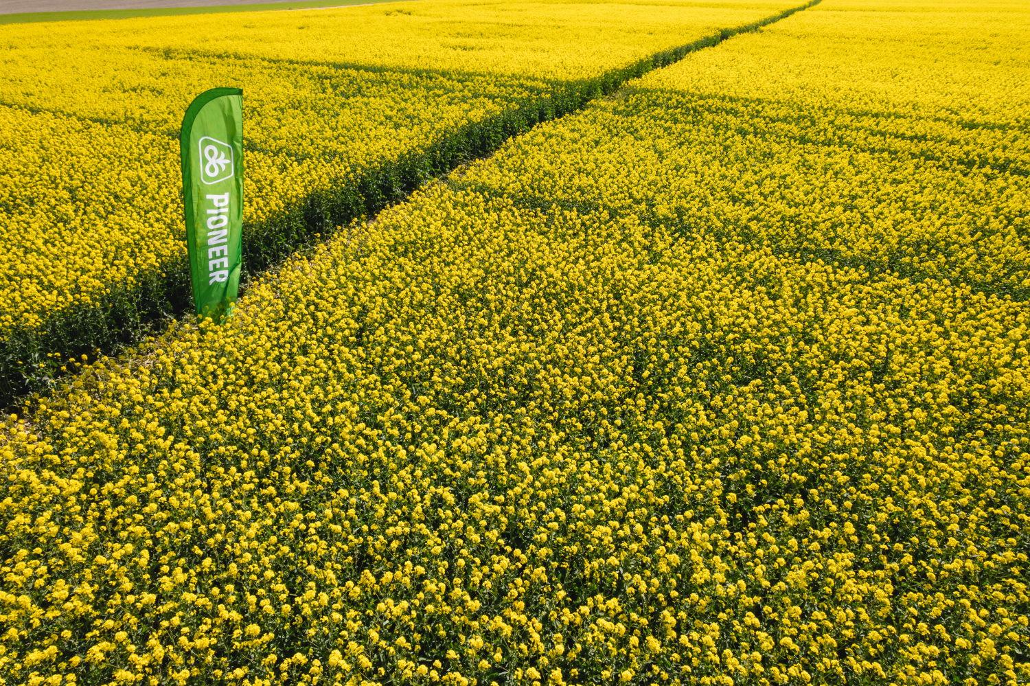 Žieminių rapsų laukas